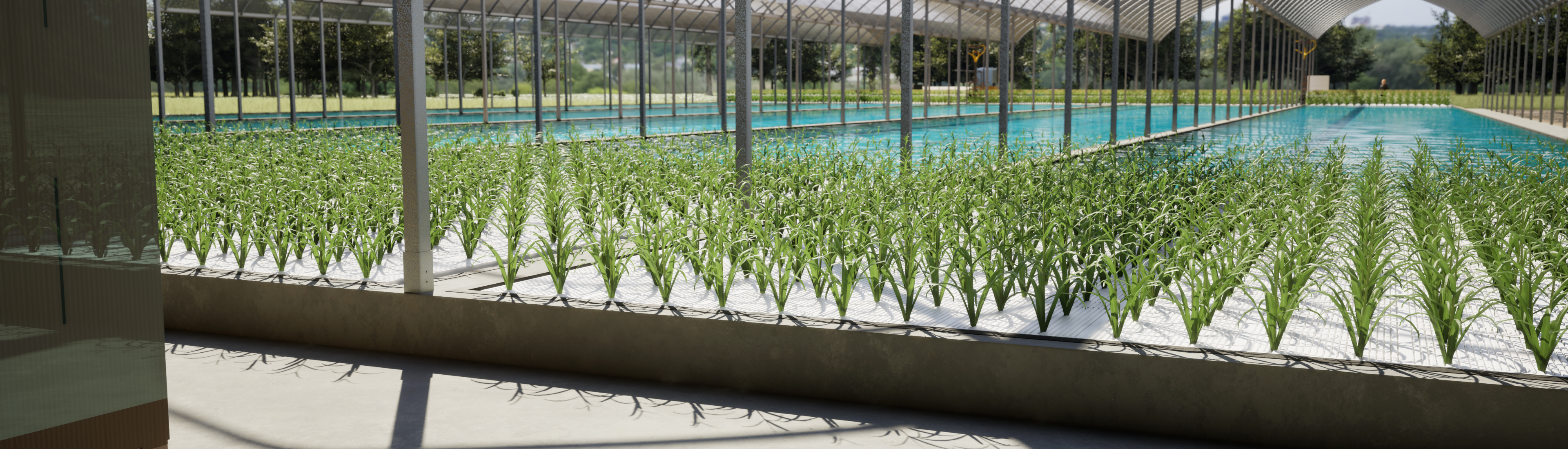 Rice Production 3D
