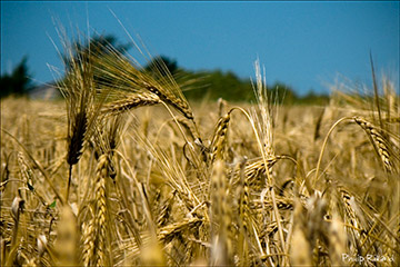 Champ de blé