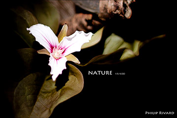 Nature 15 of 100