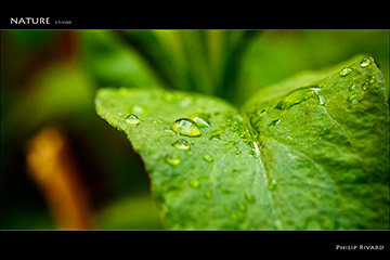Nature 17 of 100