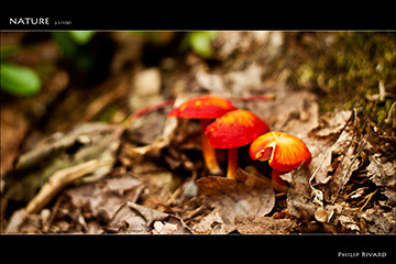 Nature 21 of 100
