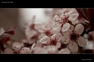 Nature 27 of 100