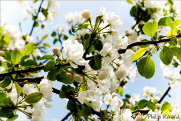 Pommier en fleurs