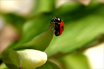 Coccinelle en Amour