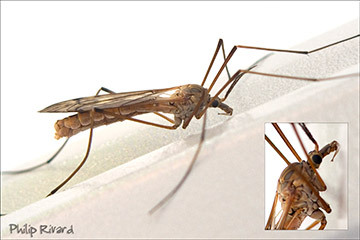 Crane Fly