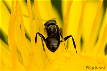 Fourmis
