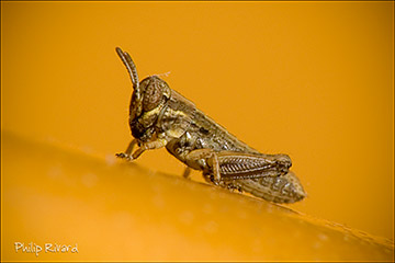 Grass Hopper