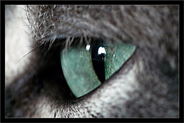 L'oeil du chat