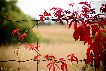 Clotûre d'automne
