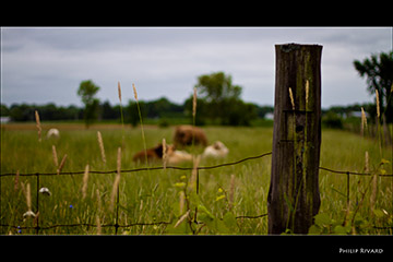 Cow nap
