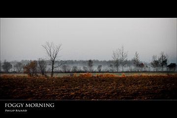 Foggy morning