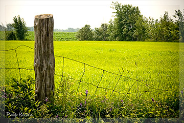 Rural